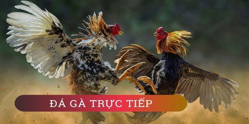 Ưu đãi dành cho hội viên 6Ff: Hoàn tiền 3% mỗi ngày - 6Ff